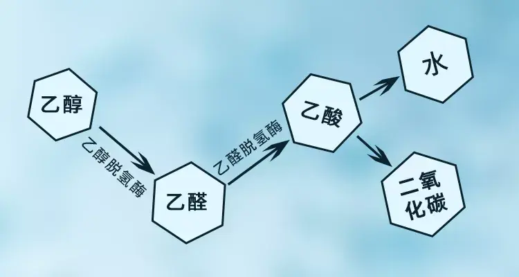 第二步是由乙醛脱氢酶(aldh)把乙醛转化成乙酸,乙酸是身体正常代谢