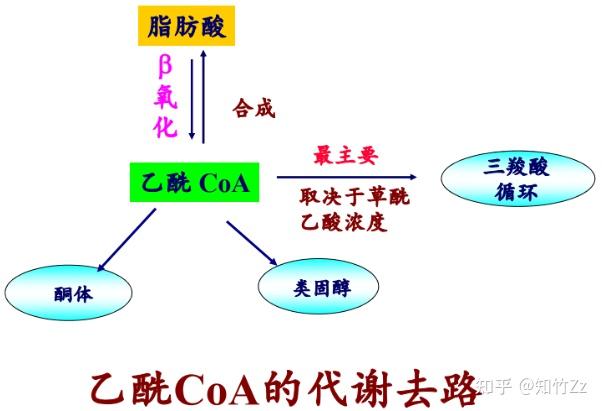 生物化学高频考点(六十四)之酮体代谢内容及思维导图 - 知乎