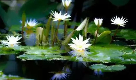 夏季庭院植物养护问答 知乎