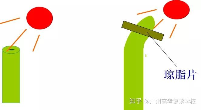 高考生物 | 3.1植物生长素的发现 - 知乎