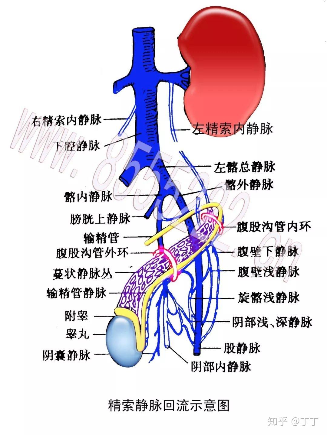231.睾丸、附睾的内部结构-人体解剖学-医学