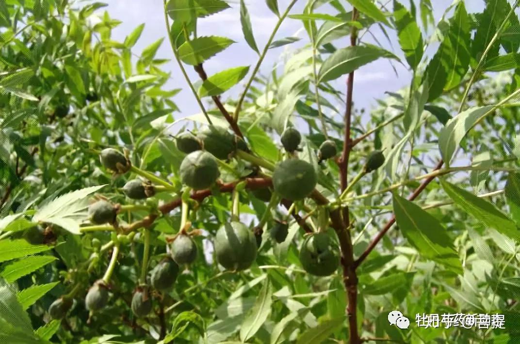 国家正在大力发展的十二种木本油料植物 - 知乎