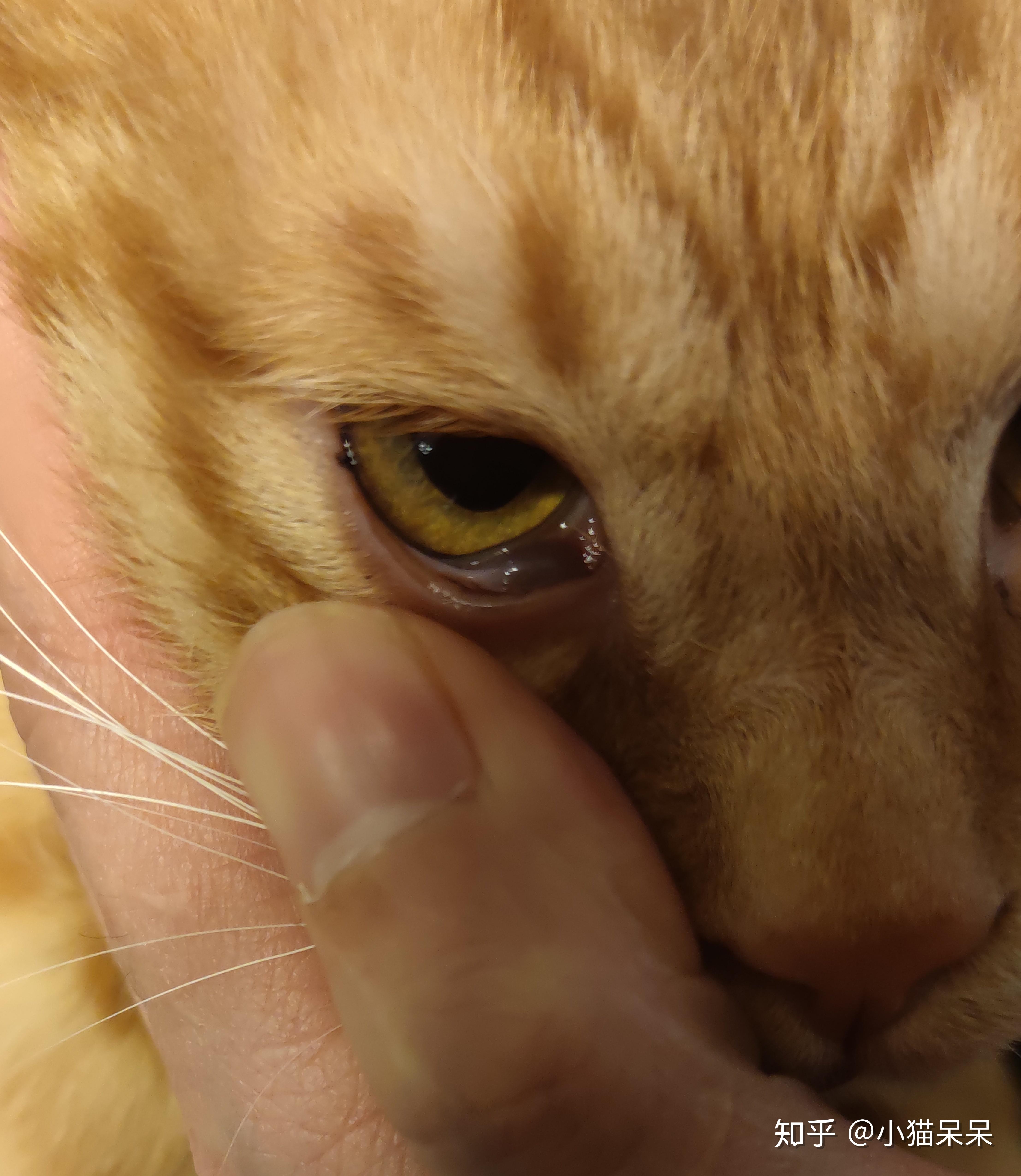 猫眼睛里长的东西