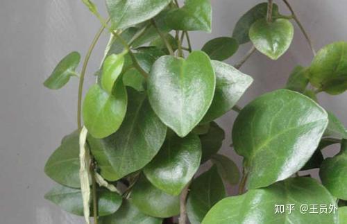 藤三七茎蔓扦插方法养护方法67