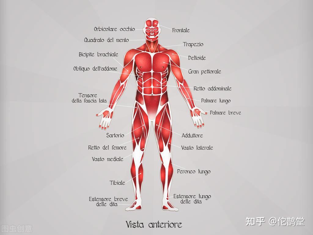 站起来多走动走动,在这个过程中伸伸胳膊伸伸腿,可以使肌肉收缩一下