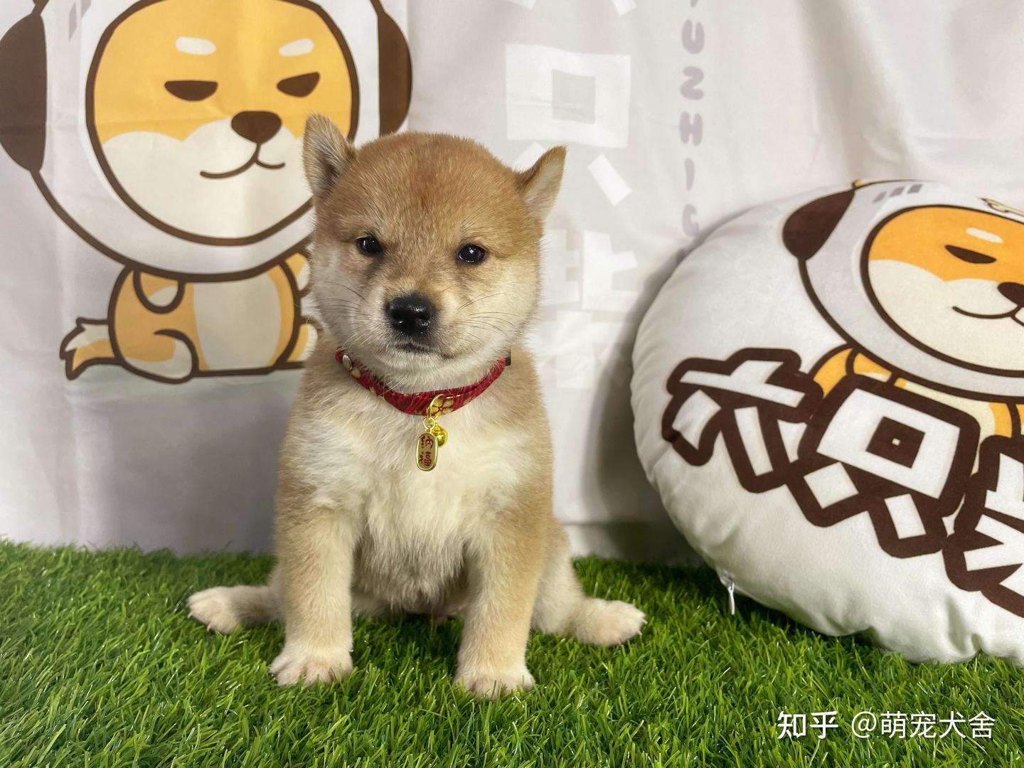 柴犬的智商在排行榜第几？柴犬天生聪明吗？ - 知乎