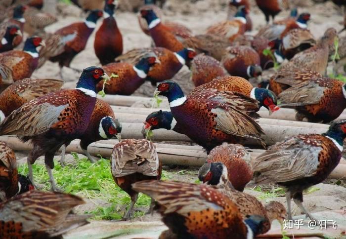 农村小伙养野山鸡年收益30万致富梦成真带村民共同致富