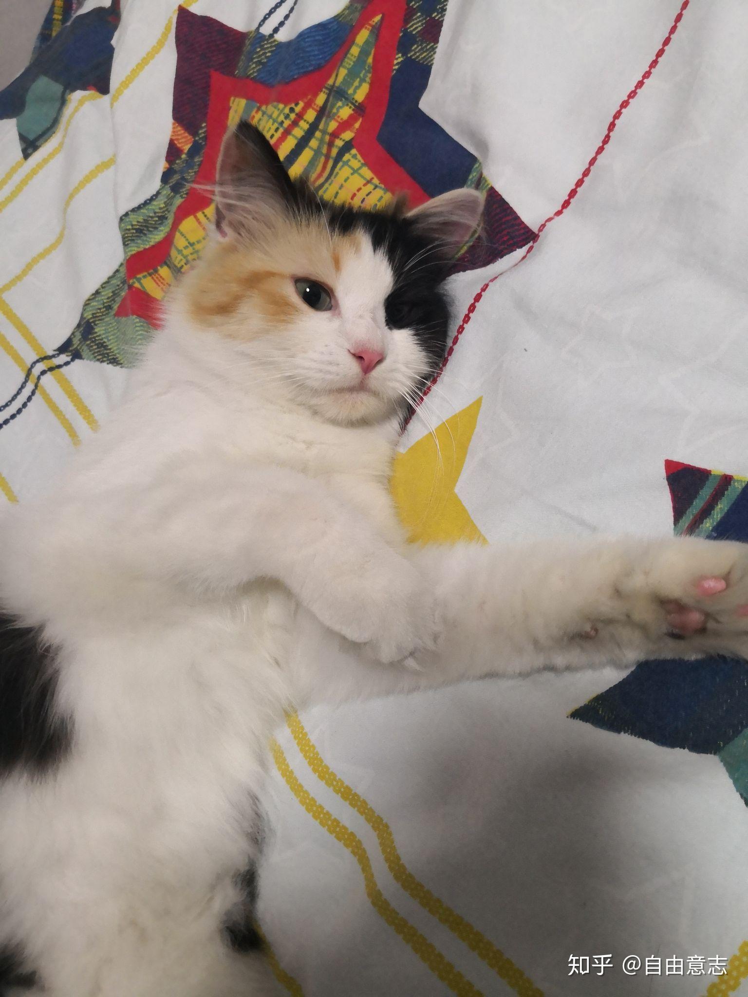 最好看的三花猫长什么样子