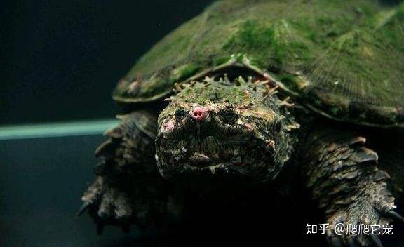 新手养龟笔记——关于饲养小鳄龟的问答 - 知乎