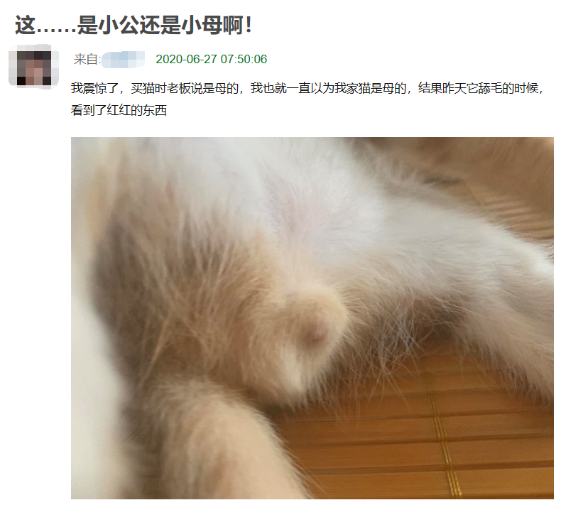 我养了一年的母猫,居然长出了小丁丁…… - 知乎