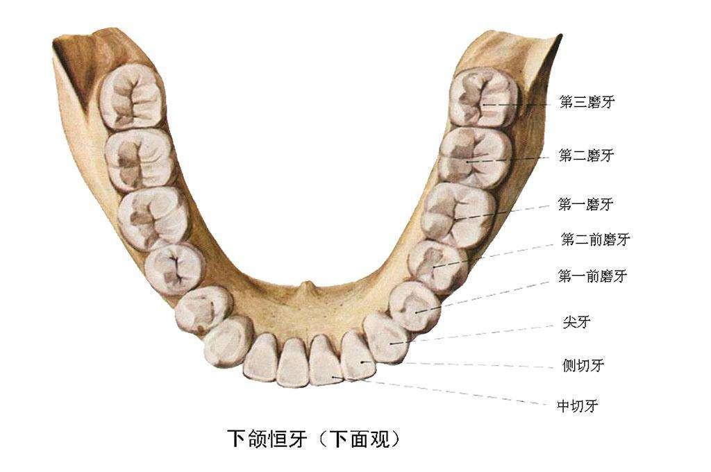 原来牙齿是这个样子的 - 知乎