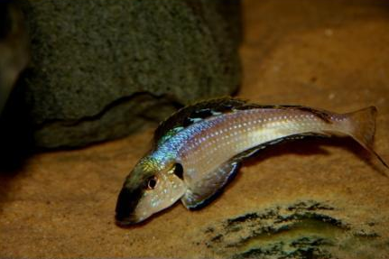 海量图片展示坦湖底栖鱼类的美 黑颚和黄颚 伊丽莎龙王鲷 知乎