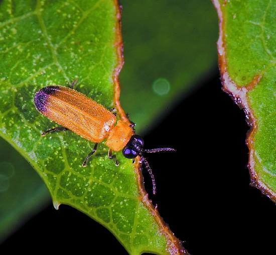 南京去哪儿看萤火虫?6个赏萤好地方别错过,邂逅一场浪漫夏夜