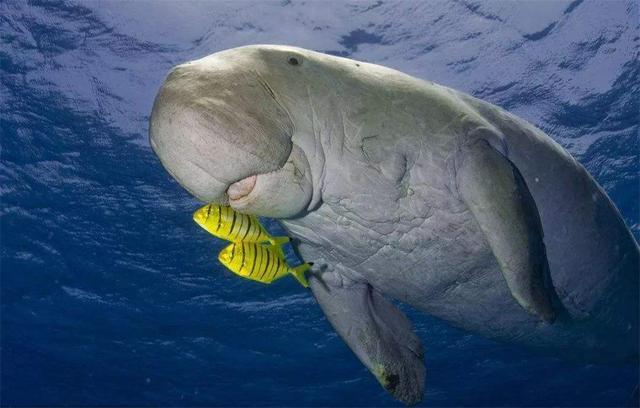 近年来,中国儒艮的数量急剧减少,就连北海过去常见到儒艮的海区,目前