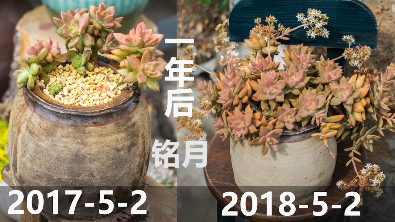 一周年记录 不怕淋雨不怕暴晒的铭月 知乎 一周年记录 不怕淋雨不怕暴晒的铭月 知乎