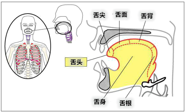 vocal咬字器官——舌头当你重复这个练习时,注意你舌头的轮廓,你嘴里
