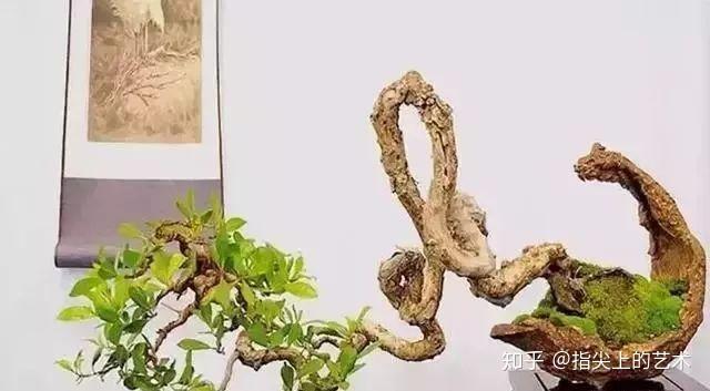 植物盆景大全名称