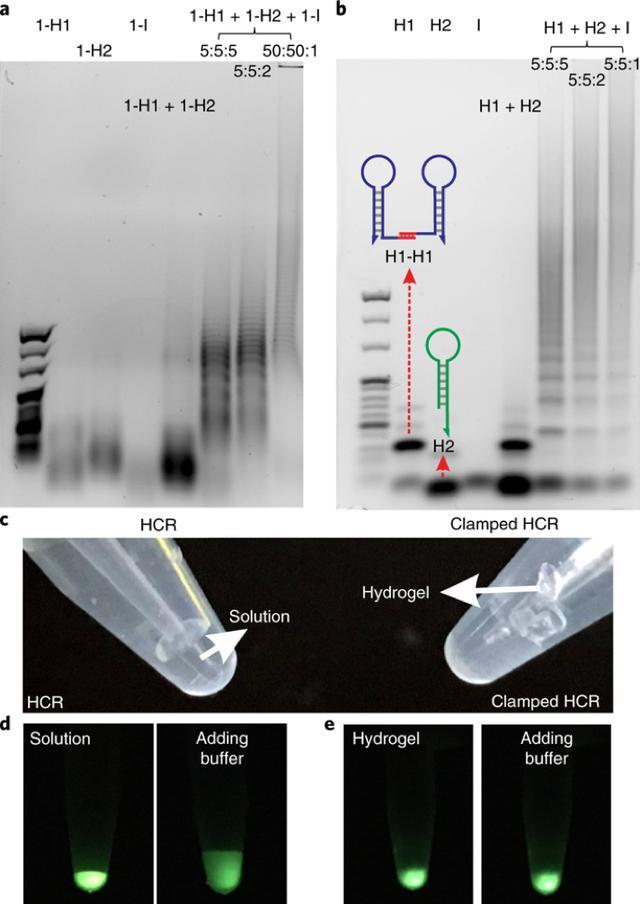 Nature Protocols》上海交通大学左小磊:杂交链反应DNA水凝胶包封和释放活肿瘤细胞 - 知乎
