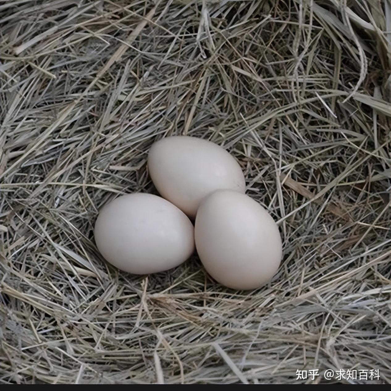 世界上最奇特的八种卵蛋,酷似外星生物,见过一个就实属不易! - 知乎