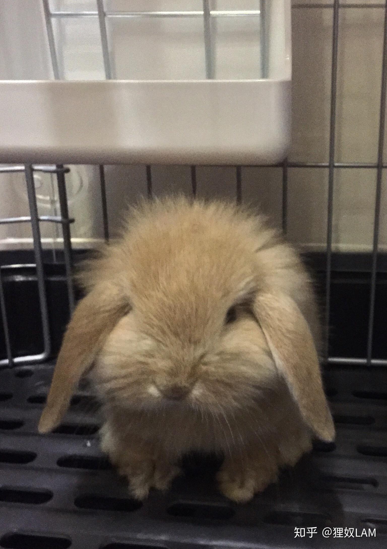 一般兔子可以长多大 v2-56345ef6b11ac6d7ed223ebaa477f135_r.jpg