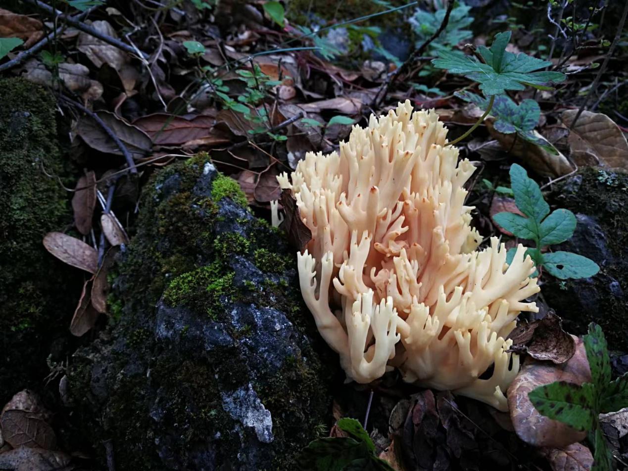 山野藏珍馐——扫把菌 - 知乎