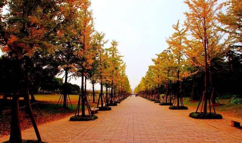 新区锦绣路1001号"浦东最大的生态城市公园"上海世纪公园银杏大道上