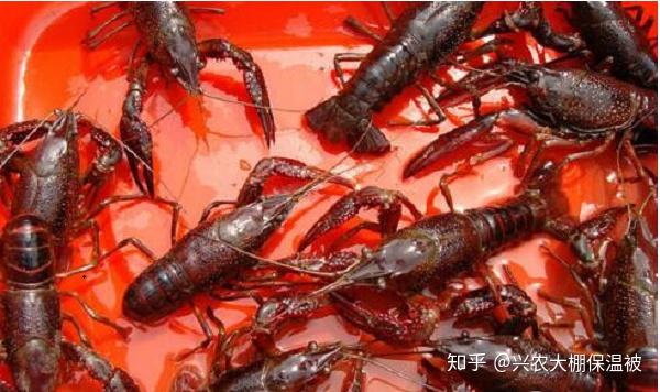 小龙虾烂鳃的原因和防治方法