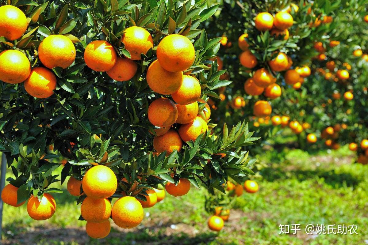  柑橘保花保果的方法  柑橘保花保果技术
