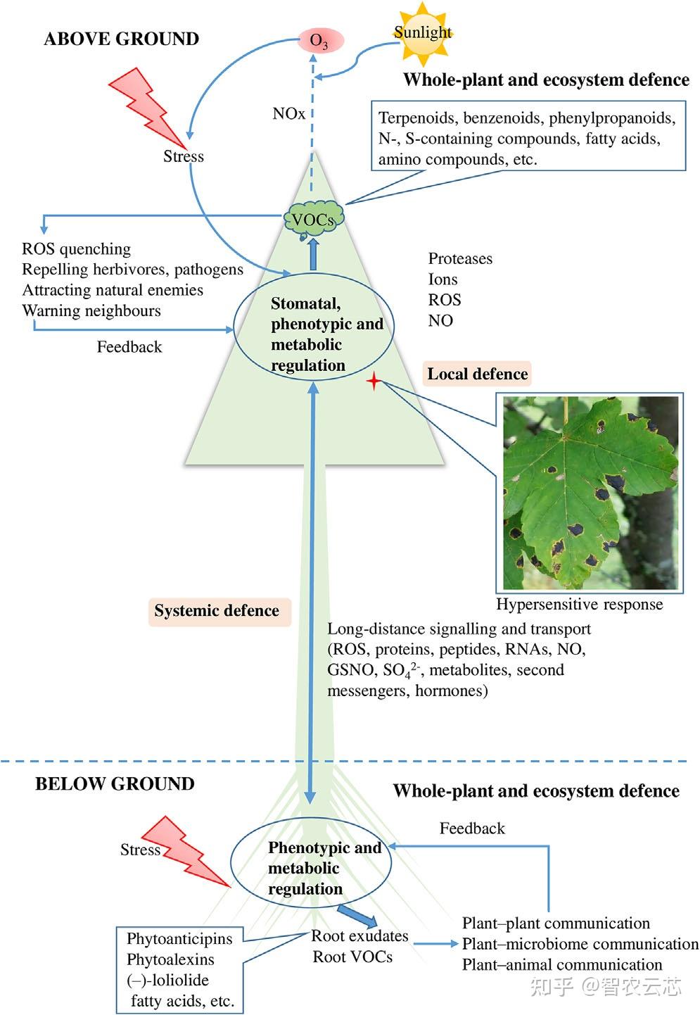 影响因子11.0 | 植物应对非生物胁迫和生物胁迫的响应策略 - 知乎