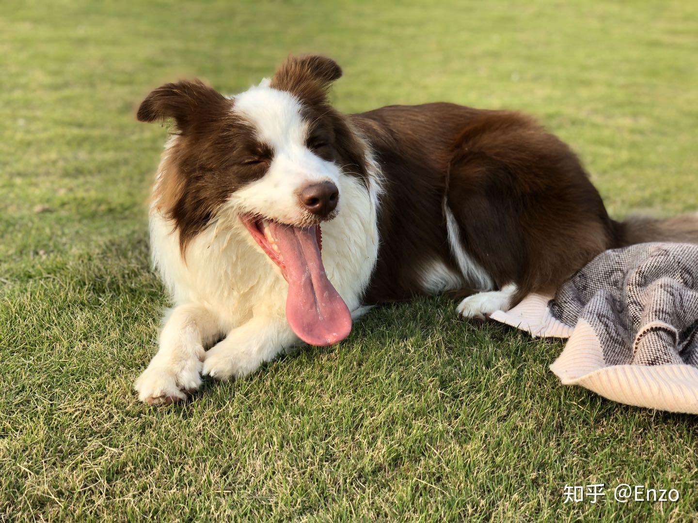 说说边境牧羊犬有多聪明?
