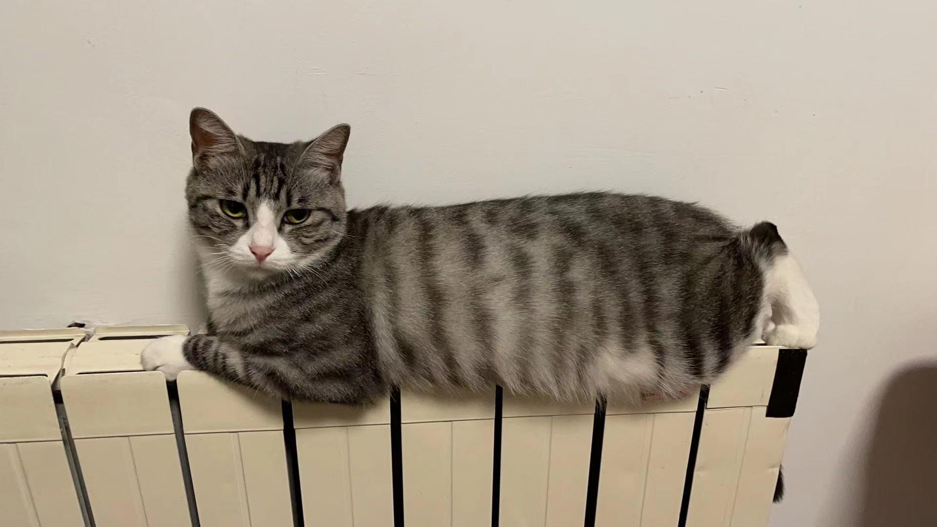 白餐巾白手套的狸花猫能有多漂亮