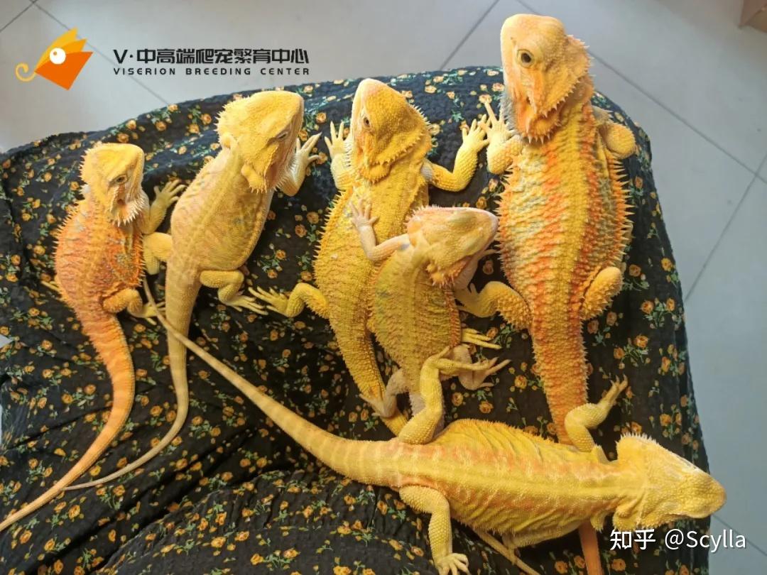 |鬃狮蜥教程|Viserion分享超easy的鬃狮繁育攻略 - 知乎