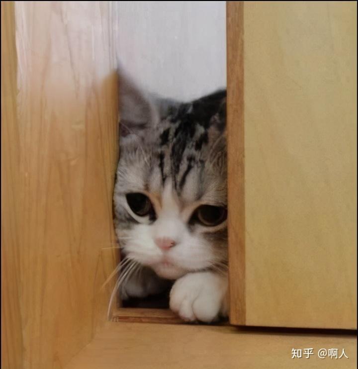 它其实知道自己错了,所以当主人回家后,就会偷偷躲在某个角落观察你