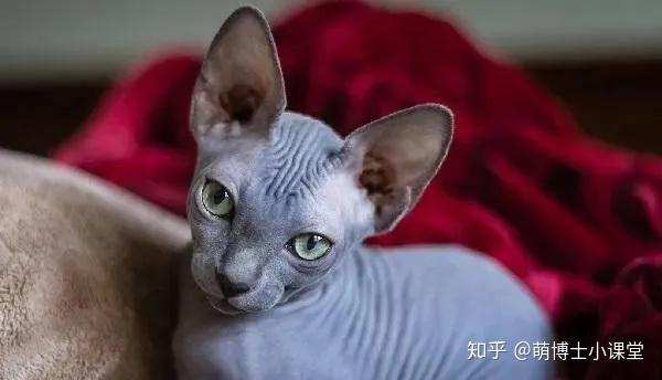 全球十大名猫 - 知乎