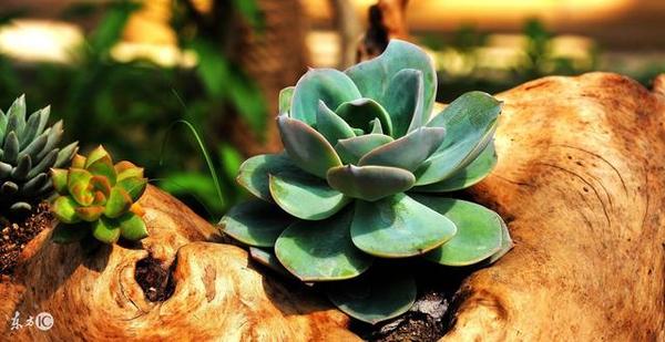 为什么你的多肉植物越养越小 知乎