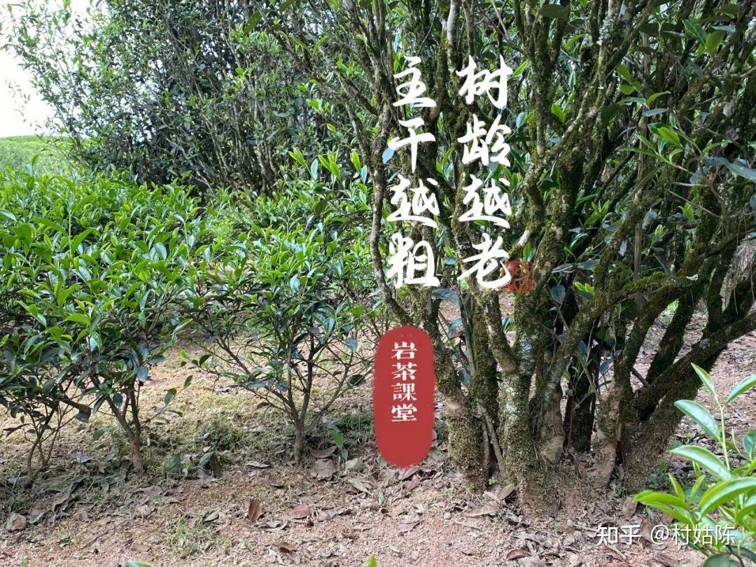 Y01PQ005_古茶园展示_勐海县古茶树认养保护活动_中国普洱茶资讯网