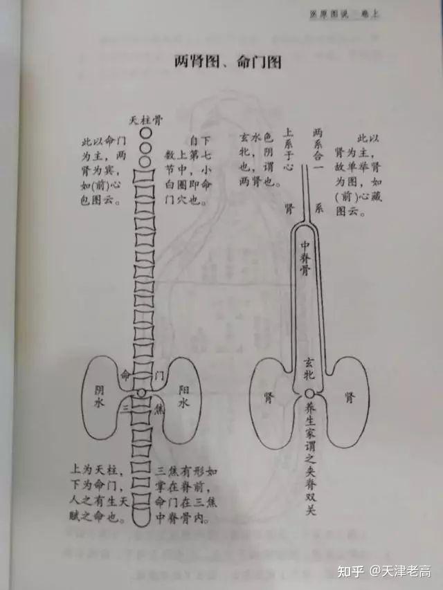 杂说中医的肾与生理学上的肾 - 知乎