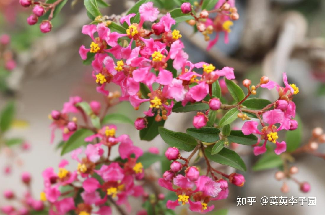 厚强樱桃苗基地教大家台湾李氏樱桃苗盆景的养殖方法