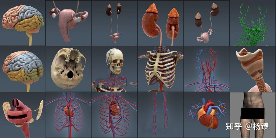 超逼真人體系統器官3d模型庫servier medical art全網最大醫學素材庫