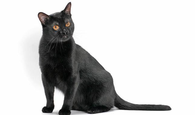 每天带你了解一种猫 孟买猫 知乎 每天带你了解一种猫 孟买猫 知乎