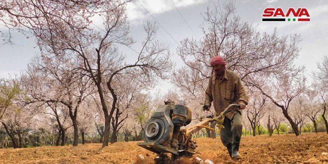 叙利亚重建恐怖组织战败后东古塔农业迅猛发展