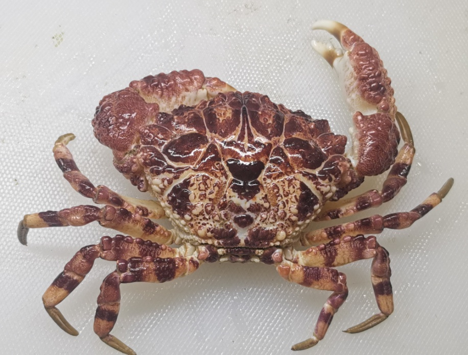 别吃,这螃蟹有毒! - 知乎