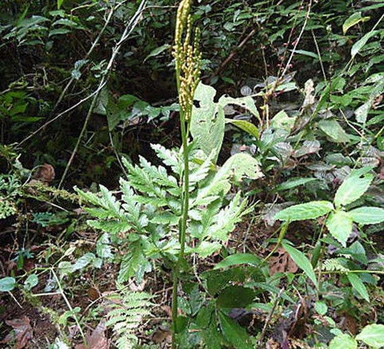 四川常用中草药一