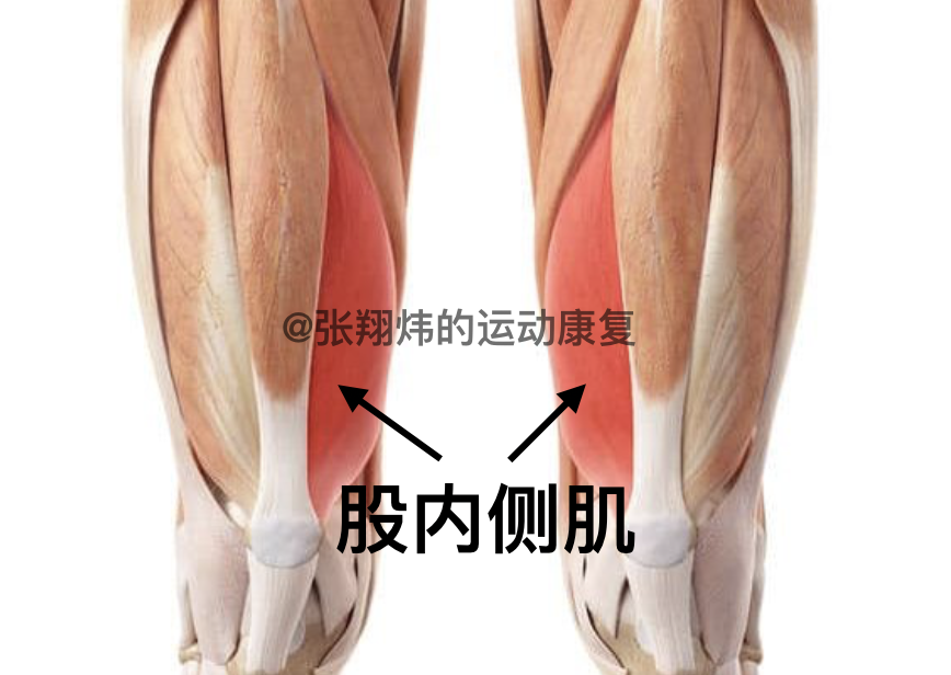 髋关节内旋的肌肉图片