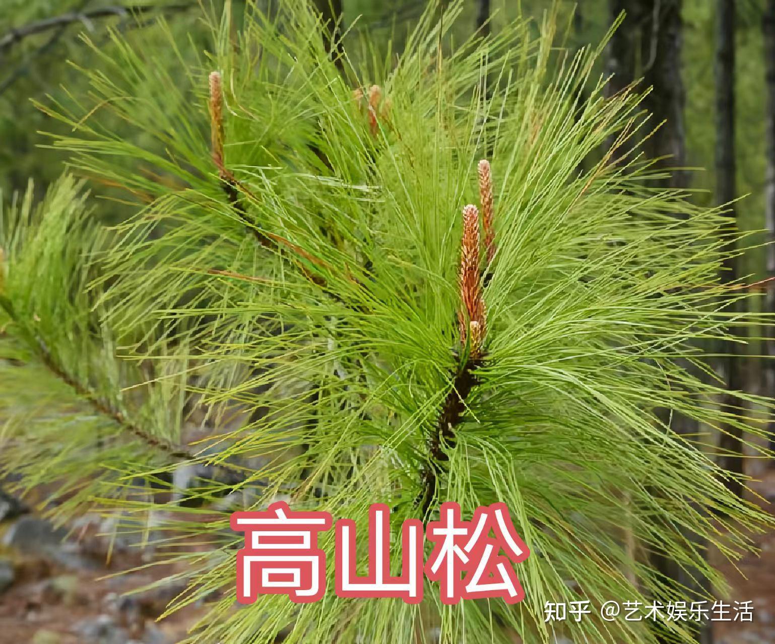 215种松科植物,最长寿的狐尾松已经活了4800岁 - 知乎