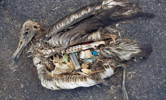 释放几万个塑料颗粒90食盐被污染地球对人类最狠的报复来了