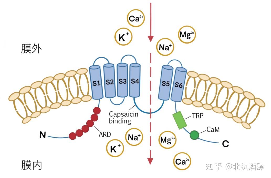 机械门控离子通道图片