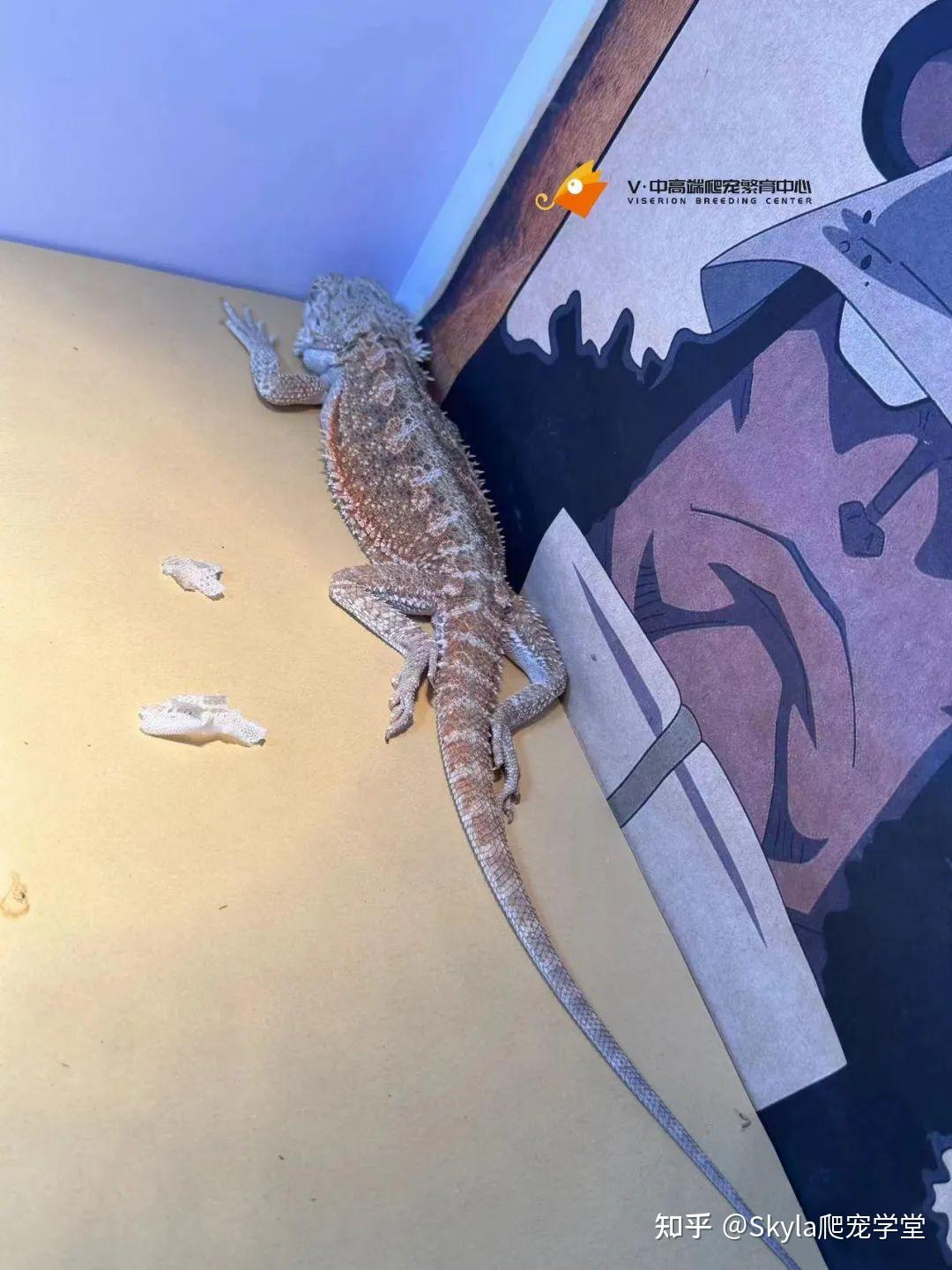 鬃狮蜥总是闭眼怎么办?