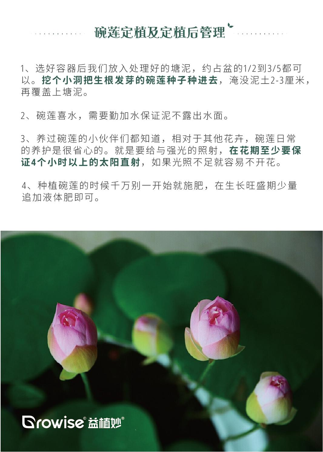 碗莲这么漂亮你确定不种一盆