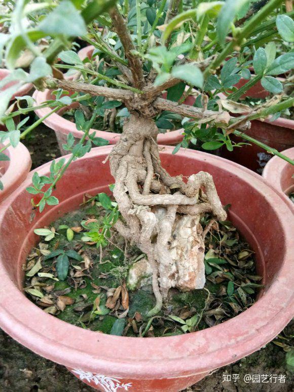记住本文以下几点动手培养迎春提根盆景